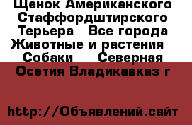 Щенок Американского Стаффордштирского Терьера - Все города Животные и растения » Собаки   . Северная Осетия,Владикавказ г.